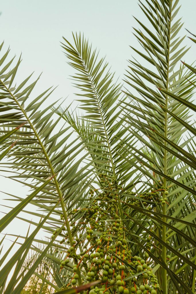 نخيل التمر وطلع النخيل